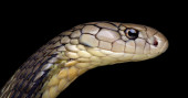 Snakes could be the original source of the new coronavirus outbreak in China