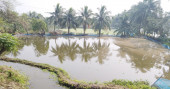 Shrimp farming in Bagerhat braces for huge losses