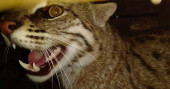 Rare fishing cat captured in Magura