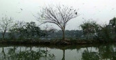 Birds are back at Narail’s Arunima resort