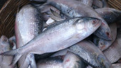 India to open Farakka for hilsa in monsoon