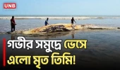 কুয়াকাটার গভীর সমুদ্রে ভেসে এলো বিশাল মৃত তিমি | Kuakata | Whale | UNB