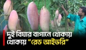 চাঁপাইনবাবগঞ্জে “রেড আইভরি” আম চাষ করে কৃষক কবিরের সাফল্য | Chapainawabganj | Mangoes | UNB