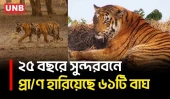 সুন্দরবনে বাঘ বাড়লেও ২৫ বছরে প্রা/ণ হারিয়েছে ৬১টি বাঘ | World Tiger Day | Sundarbans | UNB