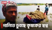 চলনবিলে তলিয়ে গেলো পাকা বোরো ধান, ক্ষতিগ্রস্ত ১০০০০ বিঘা জমি | Natore Flood | Crop Protection | UNB