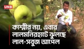 লালমনিরহাটে আপেল চাষে সফল উদ্যোক্তা, উত্তরের কৃষিতে নতুন সম্ভাবনা | Lalmonirhat | Apples | UNB