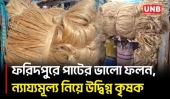 ফরিদপুরে এবার ২ হাজার কোটি টাকার পাট উৎপাদনের আশা | Jute Production | Faridpur | UNB