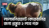 কোরবানির আগে লালমনিরহাটে শেষ মুহূর্তের পশু পরিচর্যায় ব্যস্ত খামারিরা | Qurbani | Lalmonirhat | UNB