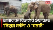গাজীপুর সাফারি পার্কে শর্ত ভঙ্গের অভিযোগে দুই হাতি ফের বন বিভাগের হেফাজতে | Gazipur | UNB