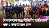 চাঁপাইনবাবগঞ্জ সীমান্তে ভারতীয় গরু ও নেশাজাতীয় সিরাপ জব্দ | Chapainawaganj Smuggling | UNB