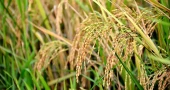 14 Top Rice Varieties in Bangladesh