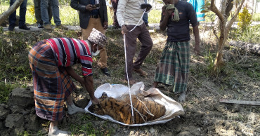 Dead tiger’s autopsy done in Bagerhat