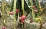 C’nawabganj farmers see bright prospect in dragon fruit farming