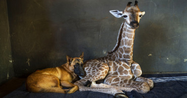 Abandoned baby giraffe befriended by dog in Africa dies