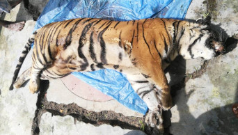 Dead tigress wasn’t poisoned, says forensic report