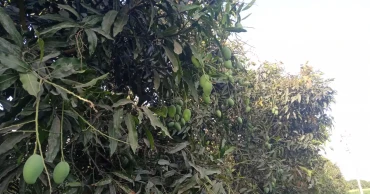 Mangoes dropping early in Rajshahi amid intense heat; growers, traders  worried