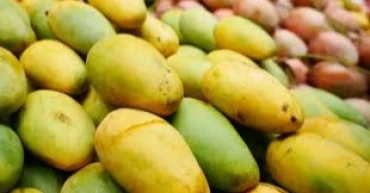 Mango harvesting in Natore to begin on May 25
