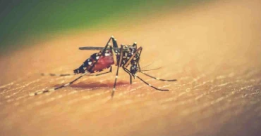 Dengue cases surge: 52 patients hospitalised in 24 hrs