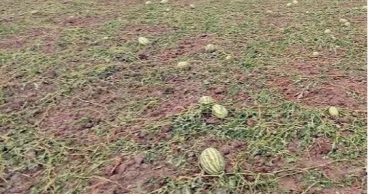 Rain, hailstorm worry Khulna watermelon growers