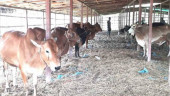 Youths make miracle in Bangladesh’s cattle sector   