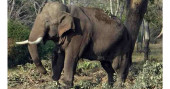 Woman trampled to death by wild elephant