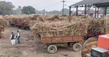Sugarcane threshing begins at Drashana's Carew & Co sugar mill 
