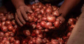 TCB selling onions online at Tk 36/kg