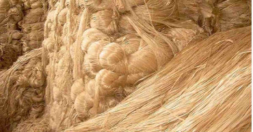 'Golden fibre' no longer holds glitter for Khulna jute farmers