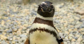 Oldest Magellanic penguin at San Francisco Zoo dies at 40