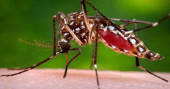 How to protect yourself and your family from Dengue fever