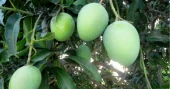 Mango harvest begins in Natore with Gopalbhog variety 
