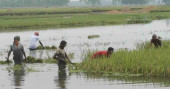 Incessant rains in Kurigram force Boro farmers to go for early harvesting  