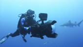 Shark documentary released after filmmaker's diving death