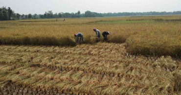 Labour crisis worries Boro farmers in Jashore