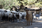 Tens of thousands of goats munch Greek island into crisis
