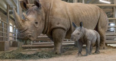 San Diego zoo announces birth of white rhino