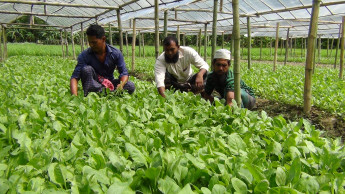 Faridpur farmer makes spinach farming in summer a lucrative affair