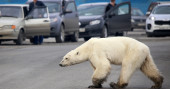 This Exhausted Polar Bear Wandering a Siberian Suburb Is the Latest Face of the Climate Crisis