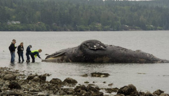US agency seeks 'hosts' for rotting whales amid die-off