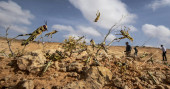 UN warns of 'major shock' as Africa locust outbreak spreads