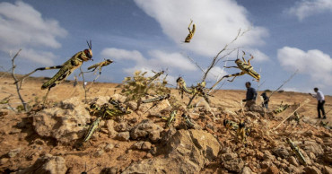 UN warns of 'major shock' as Africa locust outbreak spreads