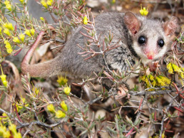 Scientists call Australian PM to save endangered species through stronger environmental laws