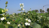 Bumper bean yield brings smiles to Faridpur farmers