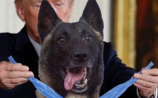 Trump to welcome military working dog Conan to White House