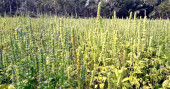 ‘Chia’ cultivation gives hope to Jashore farmer