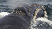 Scientists record singing by rare right whale for first time