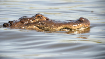 Chicago police investigators confirm alligator in lagoon