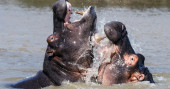 Aussie conservationists get bird's eye view of African hippos