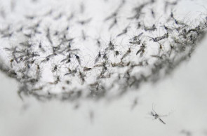 Scientists find new way to kill disease-carrying mosquitoes