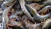 Virus cripples Satkhira shrimp sector; farmers counting huge losses   